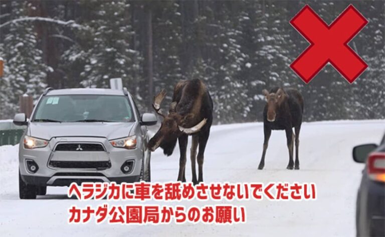ヘラジカに車を舐めさせないでください。カナダ公園局からのお願い