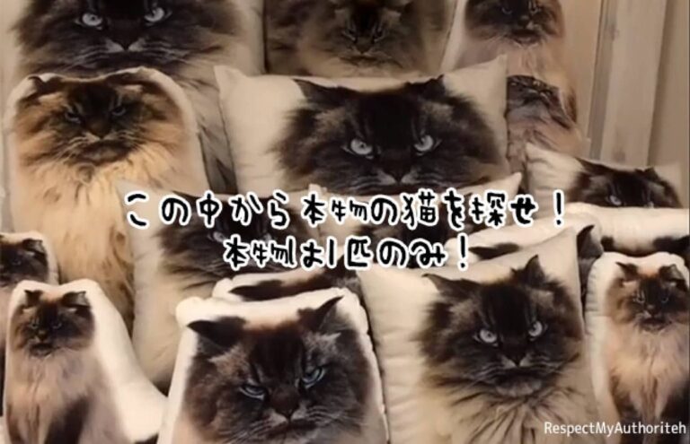 この中から本物の猫を探せ！本物は1匹のみ
