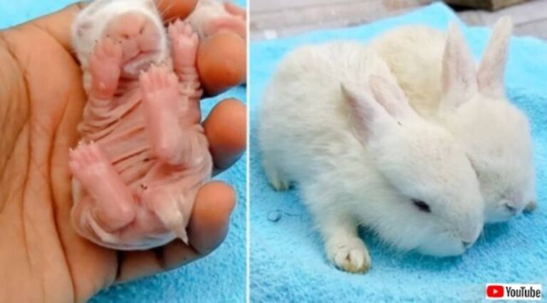 「来年は龍さんに任せたよ！」今年1年お疲れさま！ウサギの赤ちゃん、0日～16日目までの成長記録