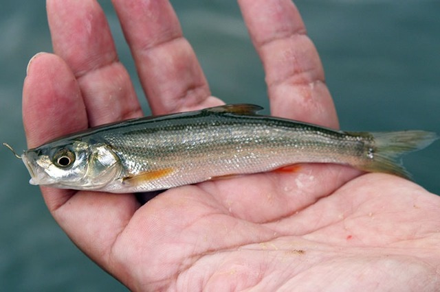 もう川魚は食べられない！？ 神奈川などの魚から基準値を超える発がん汚染物質