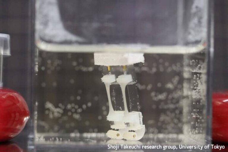 世界初！生体組織と機械を組み合わせた「筋肉」で歩くロボットを開発（日本研究）
