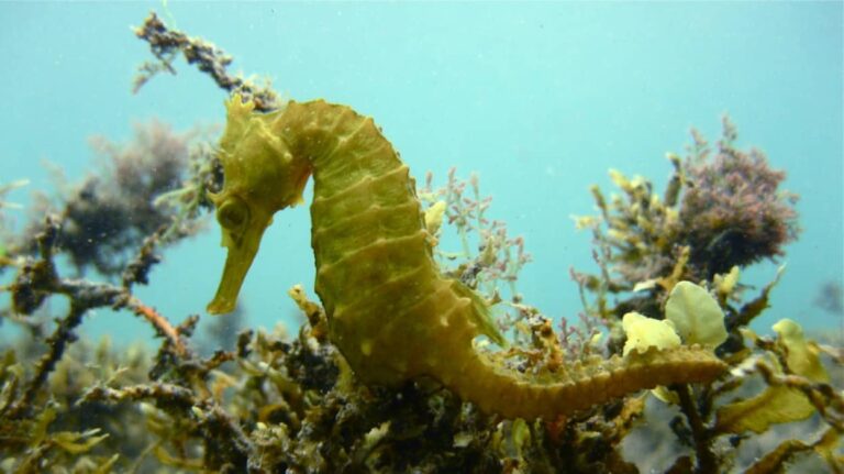 2024年、辰年のスタート。絶滅危惧種のタツノオトシゴを救うプロジェクトが順調に進行