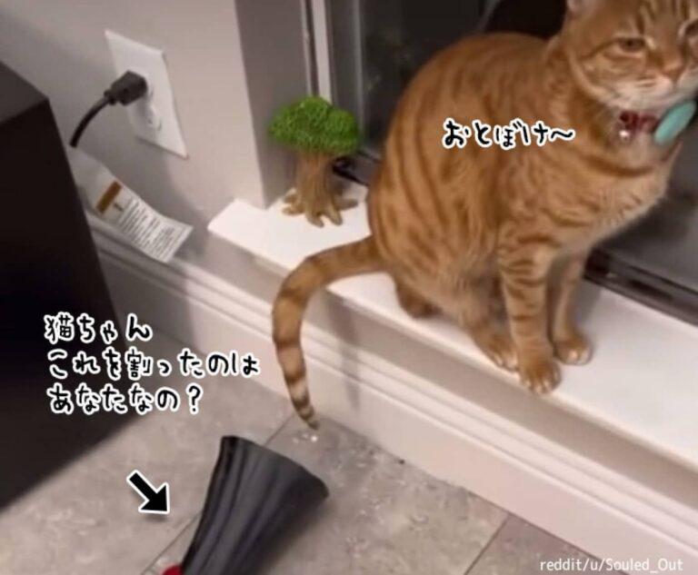 陶器を割ってしまった猫、飼い主に問い詰められたときのごまかし方がにゃんぱらりん