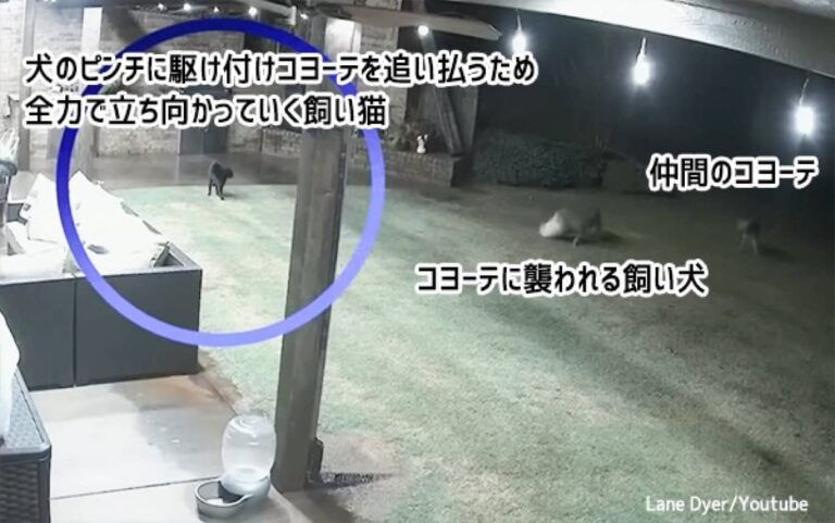 猫が飼い犬をコヨーテの攻撃から守る。果敢に立ち向かい2匹のコヨーテを追い払う