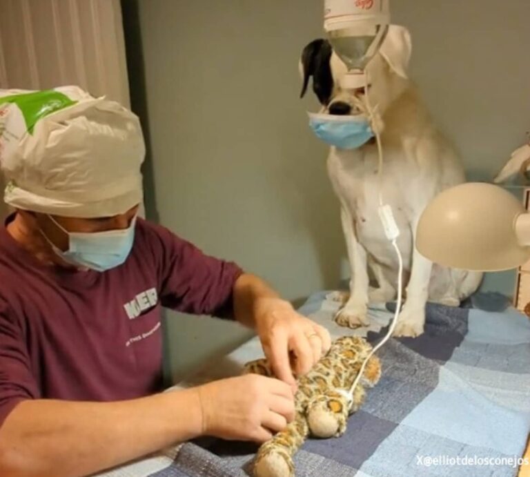 大親友の虎の尻尾の手術に真剣な面持ち立ち会う犬、手術現場を完全再現した飼い主