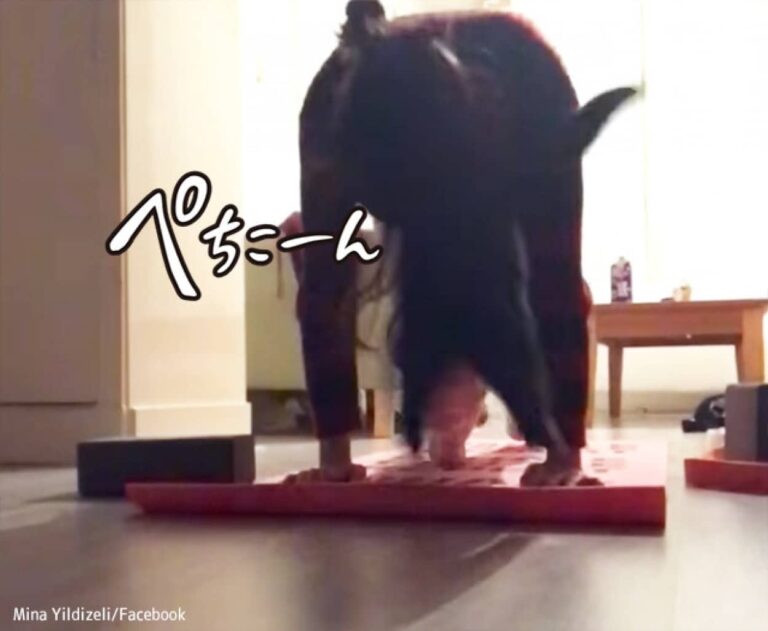 ヨガの難易度をハイレベルにする猫の所業
