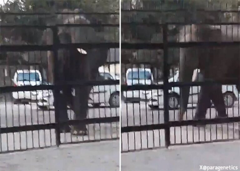 訴えてやる？象が裁判所の門をこじあけ強引に侵入