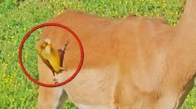 「ちょっともらいますよ」インパラの毛をくちばしで抜きまくる鳥。まるでヒゲのようだと話題に