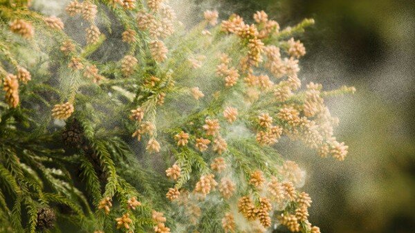 【悲報】早くも花粉症シーズン到来へ　暖冬の影響で今年は花粉の飛散が早まる