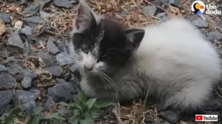 「もう大丈夫だよ！」病に侵され凍えていた子猫、保護されてあたたかい家族を得る