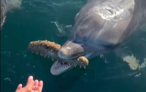 イルカさんが巨大ナマコやヒトデを人間に渡しに来る動画が話題に→人を喜ばせる為かと思いきやまさかの理由が・・・