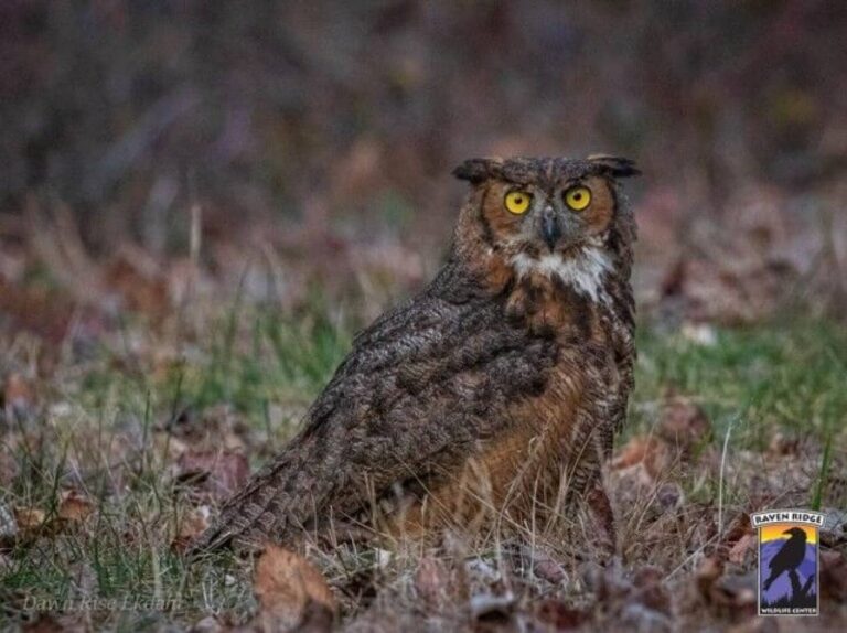 「ここに何かいる！」犬がミミズクの窮地を救う？散歩中の愛犬が落ち葉の山の下で見つけたものとは