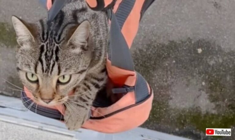 にゃあ！って聞こえたらお客さんがお待ち！夜と早朝専用の猫のためのエレベーター