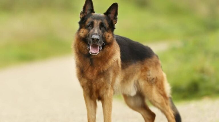 大切な人が動かない！悲しい鳴き声を上げながら見知らぬ女性を飼い主の遺体に導いた犬