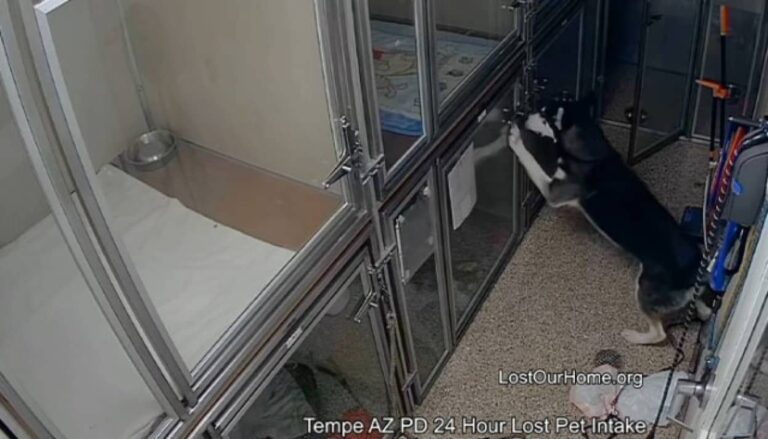 ハスキーが保護施設で脱走騒ぎ、おやつを盗もうとし警察に逮捕される