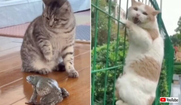 まあ猫だからね、仕方ないよね！やらかしたり脱力させたりしまくりの猫たち総集編