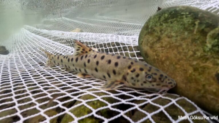 うれしいニュース。トルコで絶滅したと思われていた伝説の淡水魚を発見