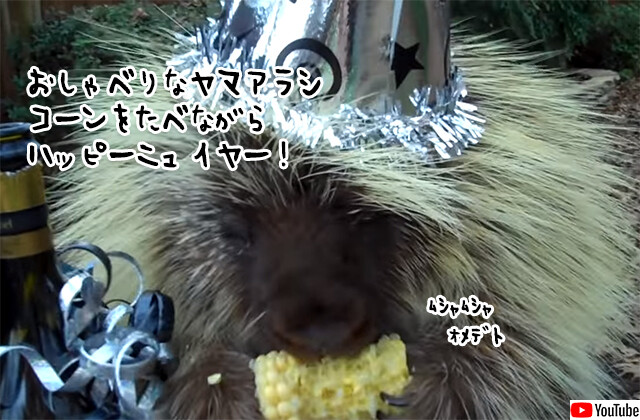 おしゃべりなヤマアラシ、とうもろこしを食べながらハッピーニューイヤー！（要音声）
