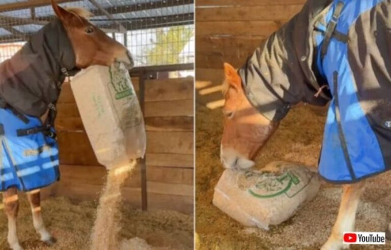 「すごい、よくやったわ、ありがとう！」飼い主に褒められながら、自分のベッドメイクをする馬