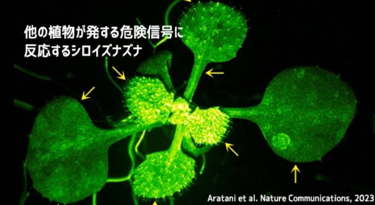 植物が他の植物が発したメッセージを受け取る瞬間をとらえることに成功