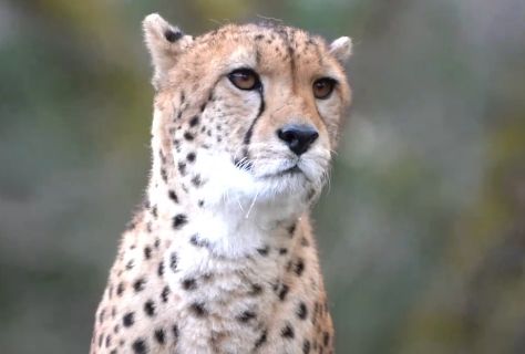「これがチーターが仲間を呼ぶ時の声です！」→目を閉じて聞いたら完全に猫なんだけどｗｗｗｗ