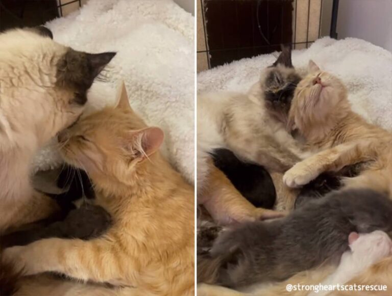 捨てられた2匹の母猫が保護されお互いの子供を一緒に育てあうやさしい世界