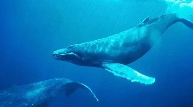 人類、クジラとの会話に成功！地球外生命体とのコンタクトにも役立つとのこと！