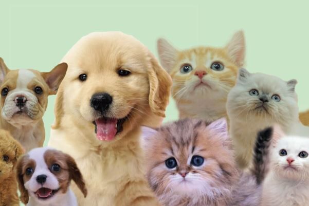 中国さん「人命が懸かってるのに、日本人はまだ犬や猫のことを気にかけてるってマジ？ｗ」