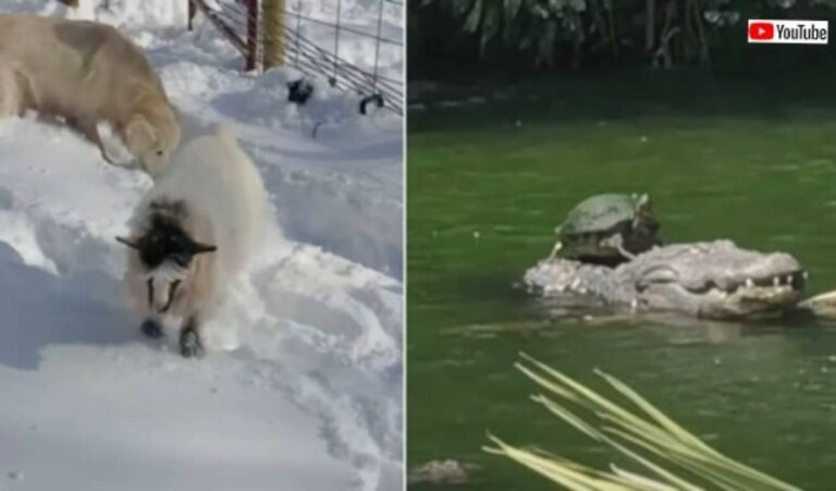 冬本番でも元気いっぱい？雪原に生きる動物たちなど、たくましく生きる生き物たちの映像5連発