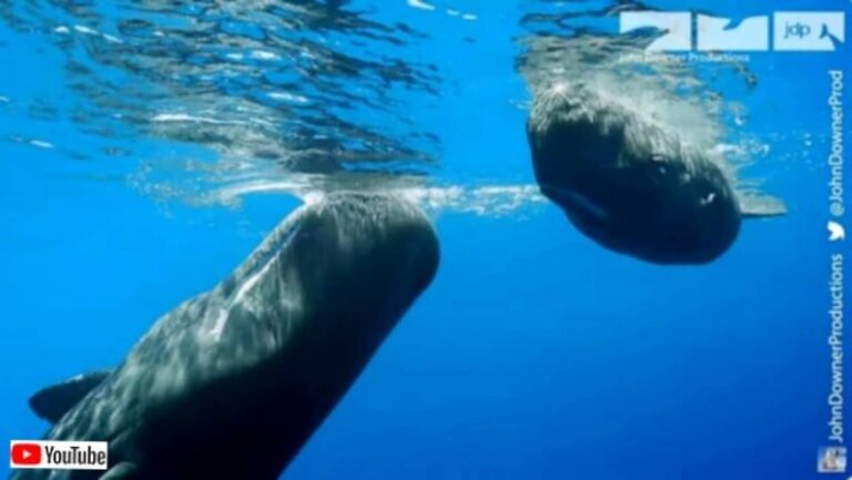 マッコウクジラの赤ちゃんに扮したスパイカメラ。母クジラが早速興味を持ち、フレンドリーに接して我が子を紹介