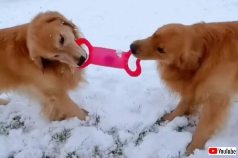 やった！とうとう雪が降った！一面の銀世界、転げ回ってはしゃぐゴールデンの親子