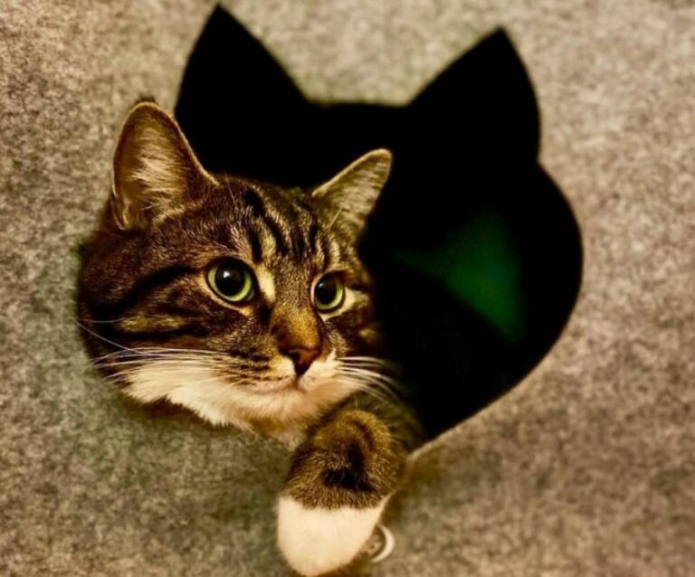 保護猫に夢中になった近所の男の子。猫に手紙をかいたりプレゼント交換で大親友となる