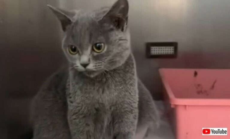 「いったいどうしたの？」お腹が異様に膨れた猫、保護され治療を受け、幸せな第二の猫生を歩み始める