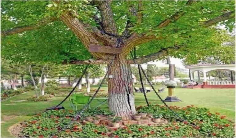 いったいなぜ？鎖につながれて1世紀以上も逮捕されているガジュマルの木の謎
