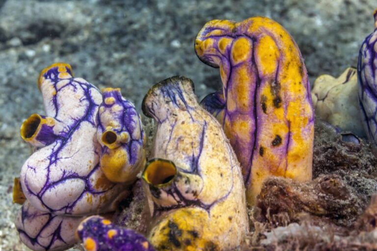海の神秘。摩擦が海産動物「ホヤ」の体を形成させていた