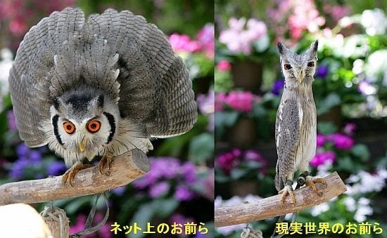 ネット上で理不尽な悪意を撒き散らす人の心理って何なの？