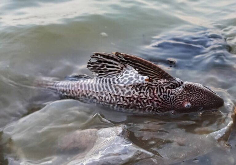陸地を歩く魚「プレコ」の独特な歩行スタイル「レフリング」