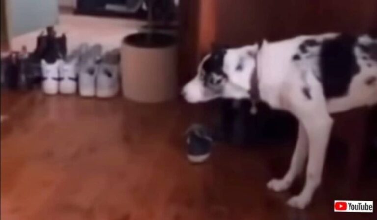 これはもしかして心霊注意？何もない壁に向かい、厳戒態勢で威嚇を始める犬