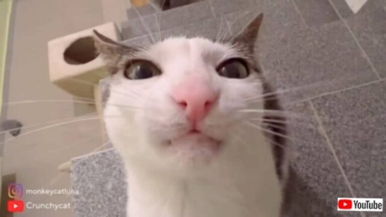 猫好きのためのASMR～キュートな猫のカリカリ音を存分にお楽しみください