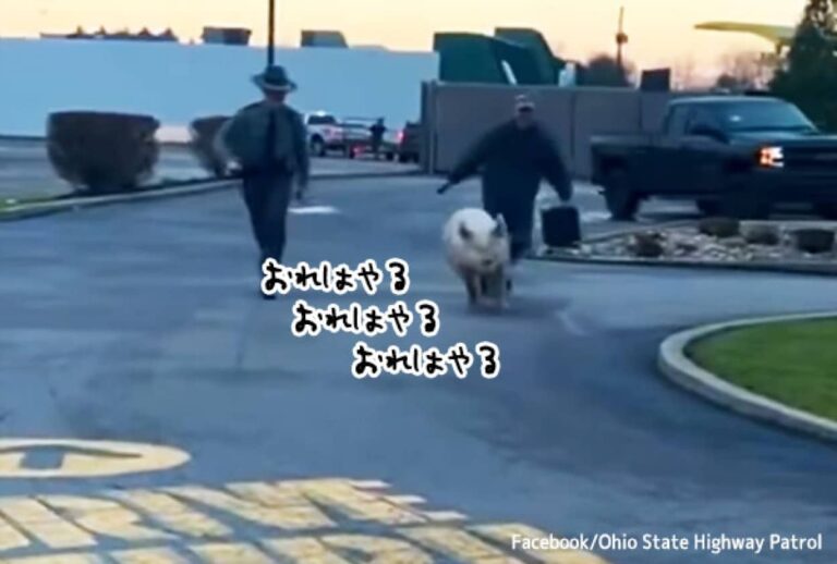 まさに遁（トン）走。ブタが逃げ出しマクドナルドのドライブスルーで捕獲される