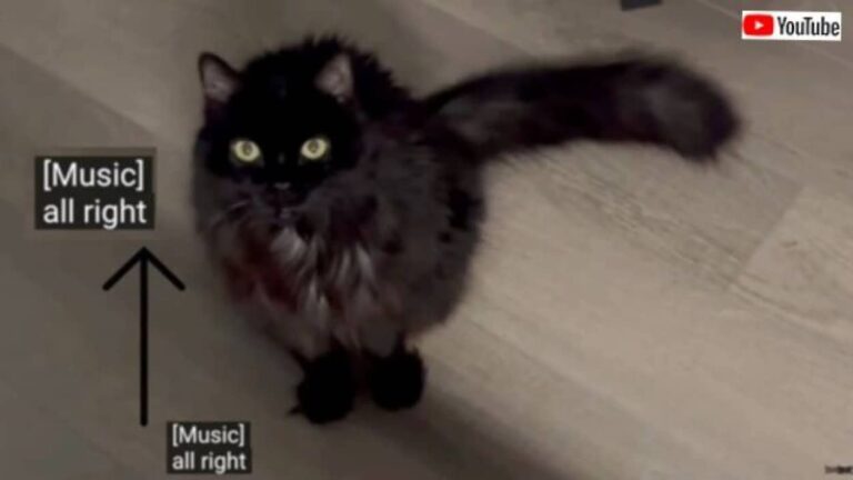 YouTubeの字幕って意外と優秀？愛猫たちの話す猫語を自動翻訳してもらった結果