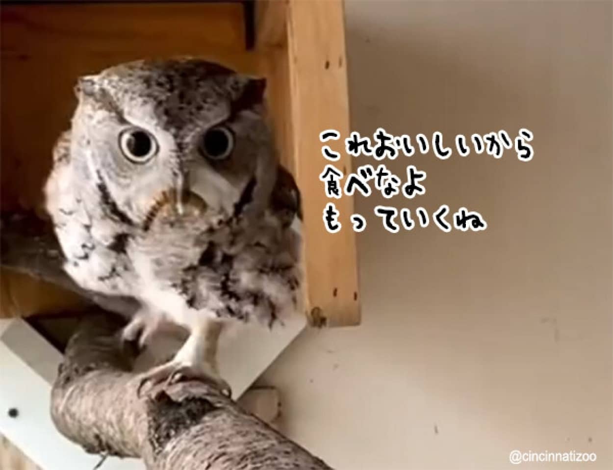フクロウが飼育員さんに心温まるプレゼント。大好物の幼虫を食べなよと差し出す（昆虫出演中）