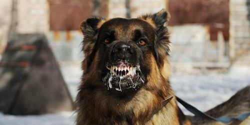 国立科学博物館で保管されていた剥製が絶滅したニホンオオカミかもしれないと判明！それに気がついたのはまさかの・・・