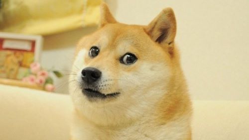 ネットミームにもなった「世界一有名な柴犬」、千葉県佐倉市で◯◯になっていたｗｗｗｗｗ