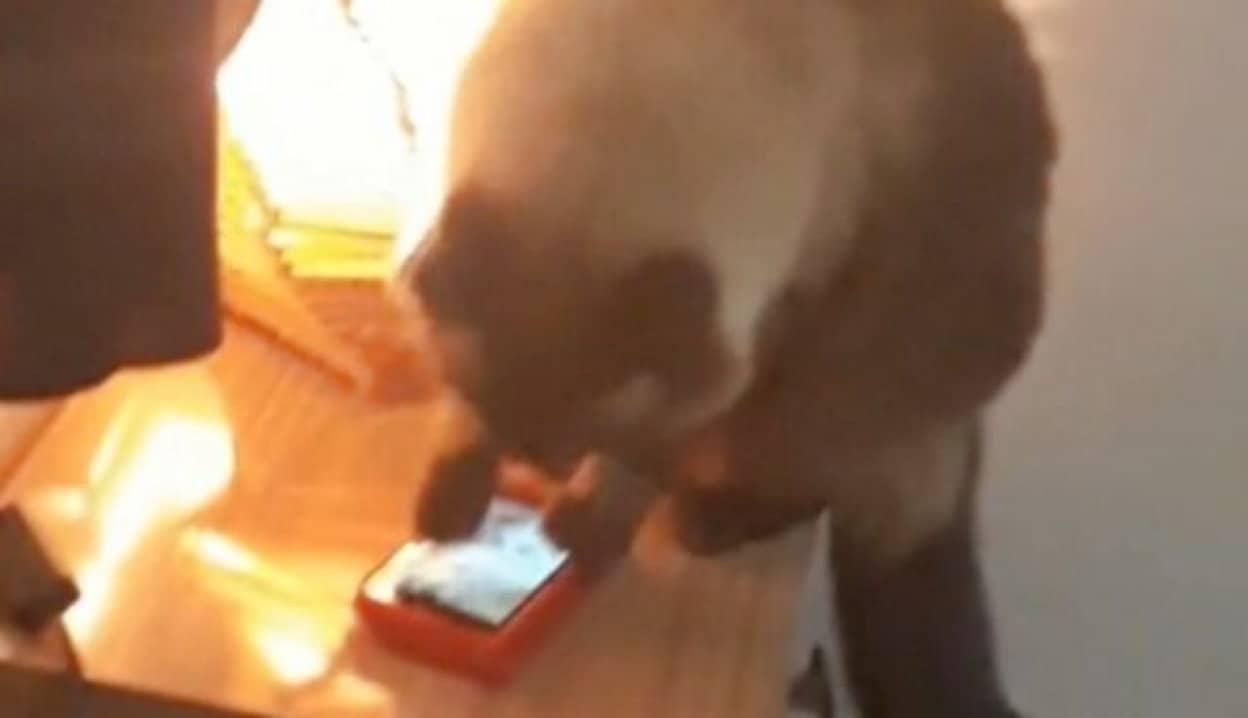 猫が目覚ましを止めたので遅刻しました…「うっさいわ！」と猫がママンのスマホアラームを消してしまう