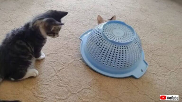 保護子猫「うん？これはいった何かニャ？」カタカタ動く籠の中に潜り込んでいたものとは？