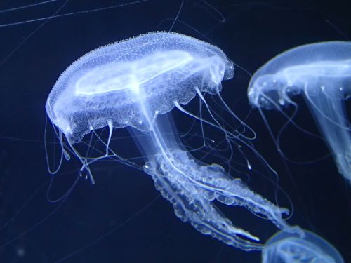 クラゲの餌代が年間○○万！？しかもその餌代を意外な方法で賄っていた・・・