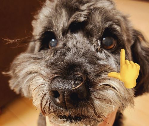 Xにて、犬をトリミングに出し「まつ毛は切らないで」と注文→間違えて切られた上に〇〇を使い無理矢理まつ毛を修復された内容が話題となり大炎上の事態に