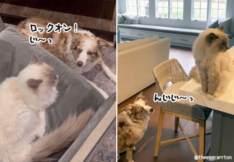 羊がいない時牧羊犬はどうするか？猫を徹底的にマークする