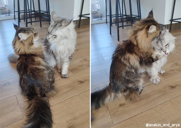 ザクとは違うのだよ。巨大猫メインクーン同士のじゃれあいが貫禄たっぷりだけどゆっくり